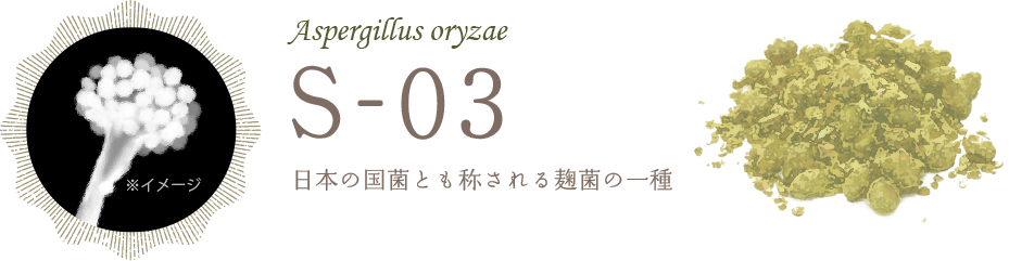 S-03 日本の国菌とも称される麹菌の一種